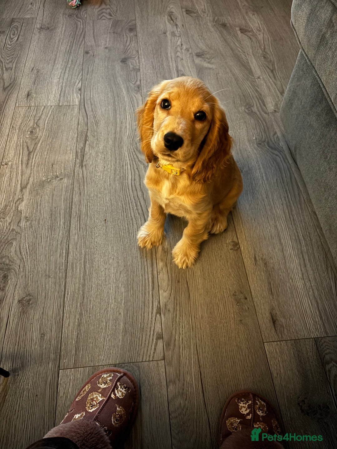 Cocker Spaniel dogs for sale: Show Cocker Spaniel Female - Image 3