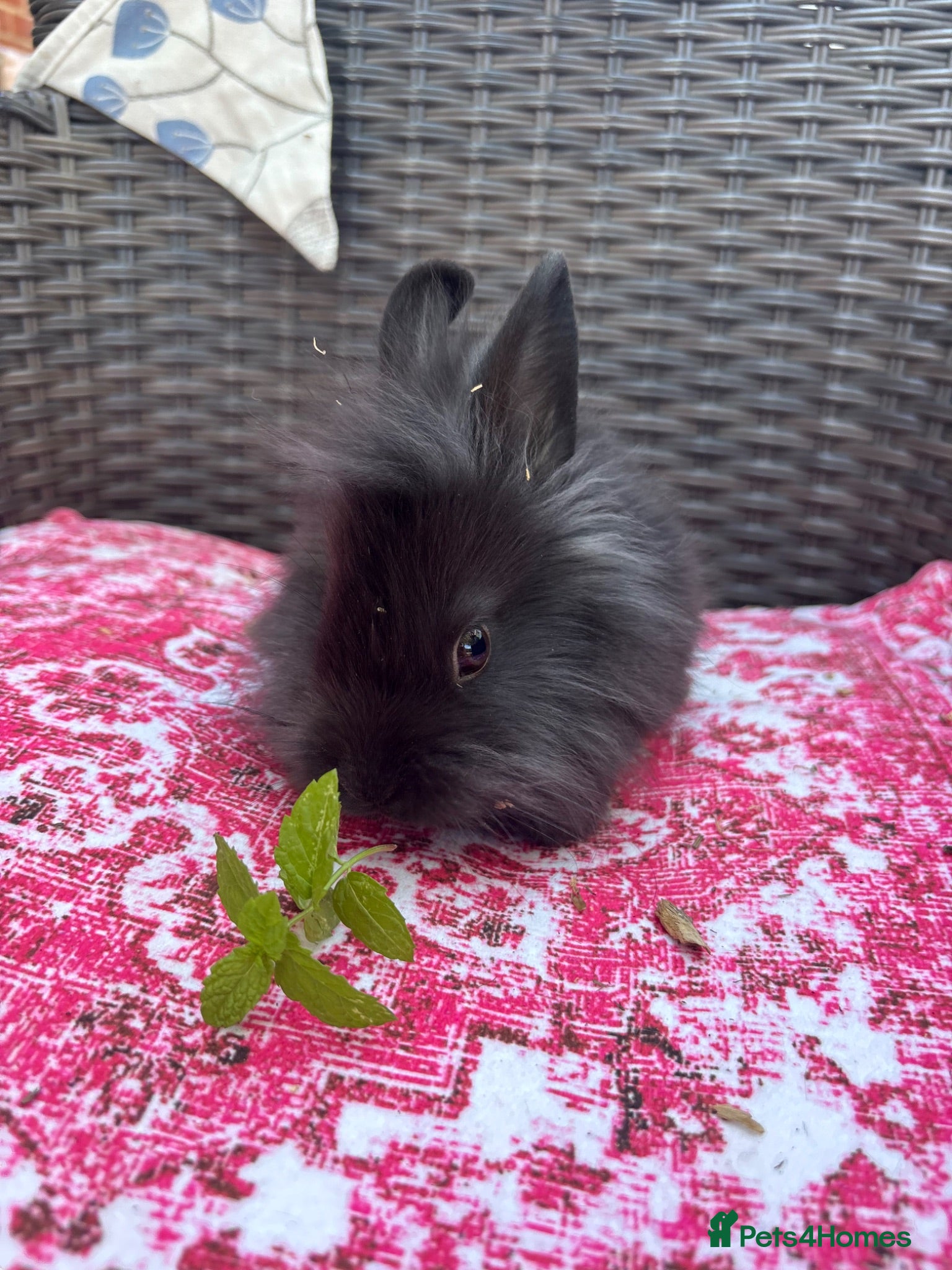 Mixed Breed rabbits Angora x lionhead babies  - Advert 2