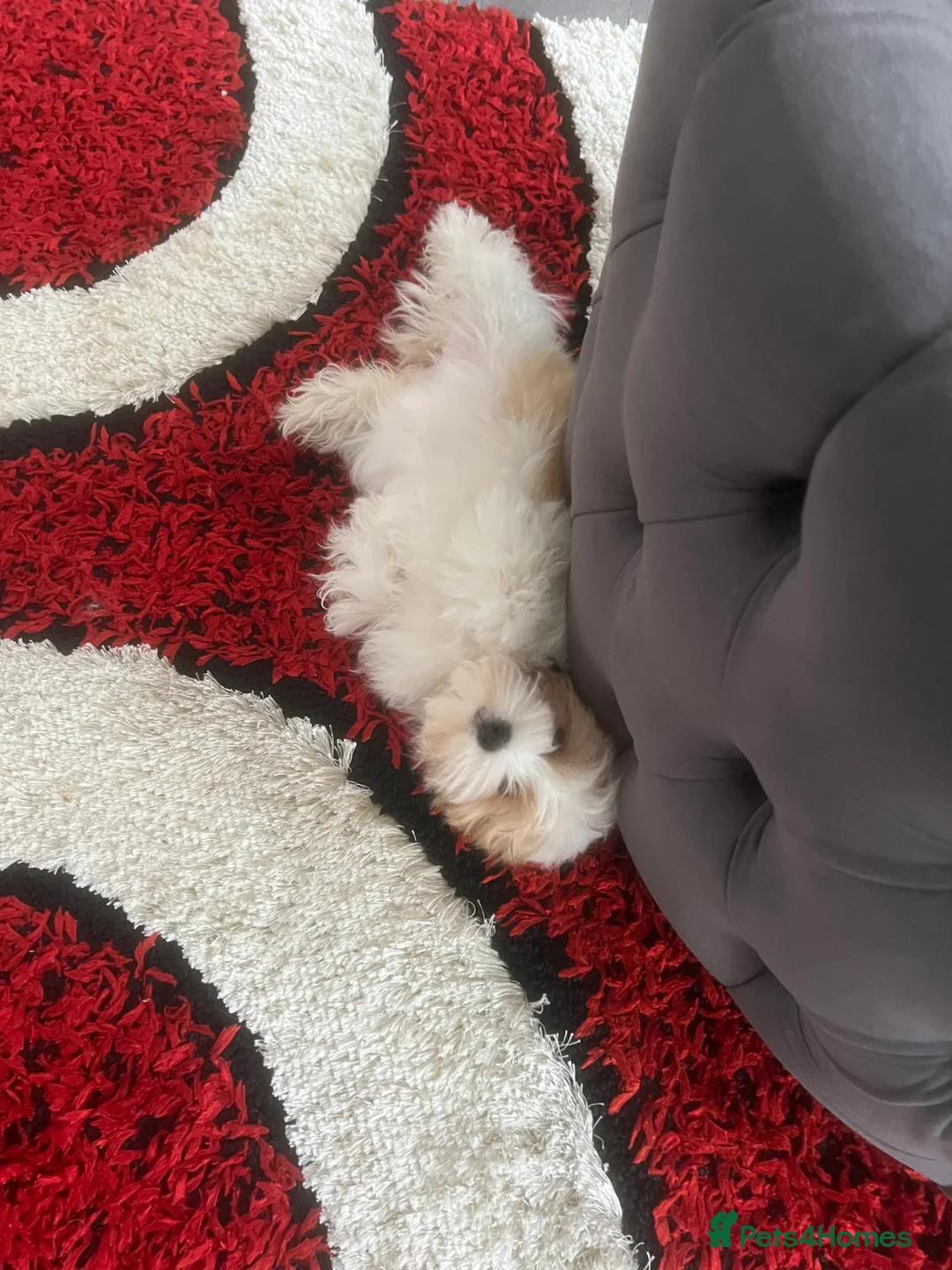 Yorkshire Terrier dogs for sale: Bela  in Halifax - Advert 2