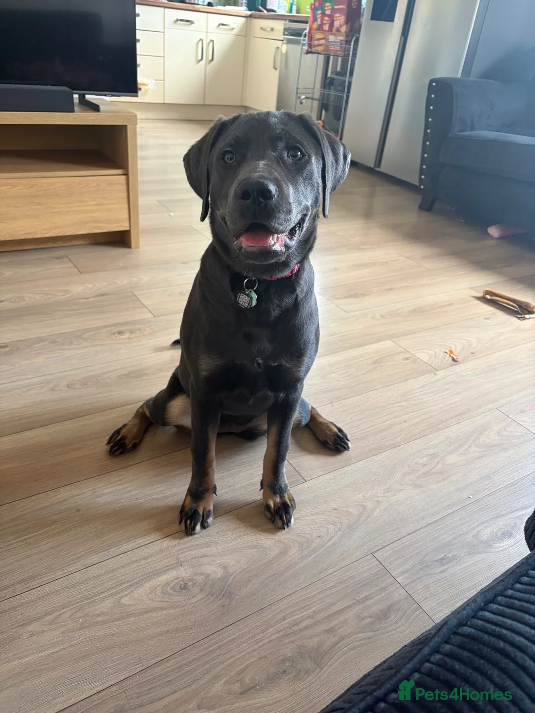 Labrador Retriever dogs for sale: charcoal Labrador  in Gloucester - Advert 3