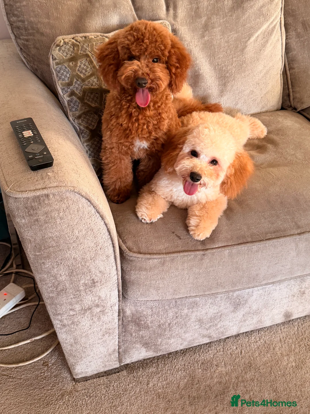 Poochon dogs for sale: Stunning deep red & apricot Poochon puppies - Advert 4