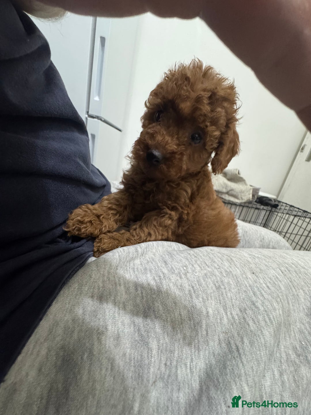 Miniature Poodle dogs for sale: 🐩 Outstanding Deep Red Miniature Poodle Puppies  - Advert 25