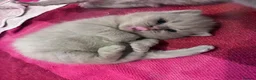 British Shorthair cats for sale: British Short Hair Kittens - Advert 10