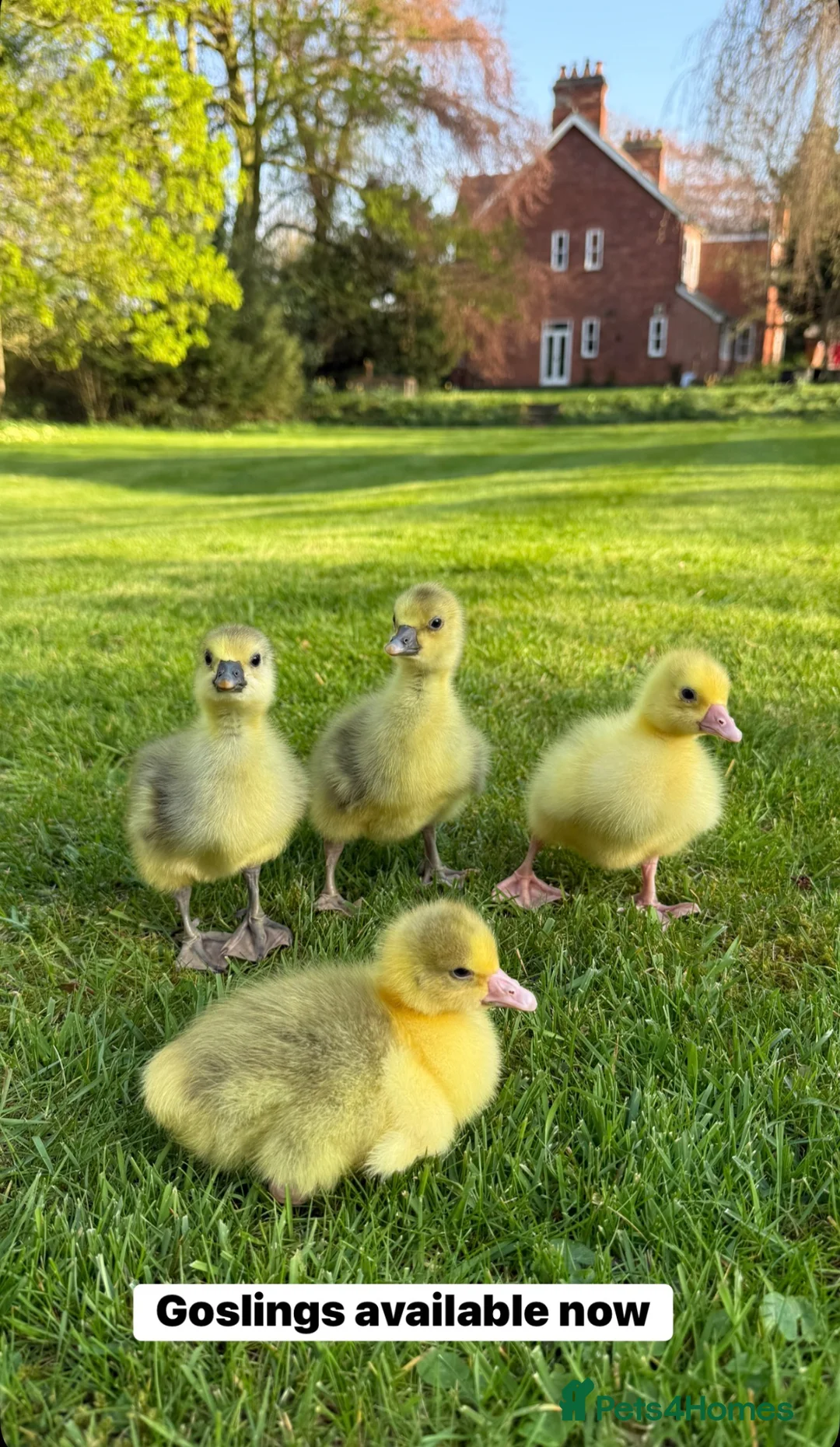 Geese poultry for sale: Goslings available now  - Advert 1
