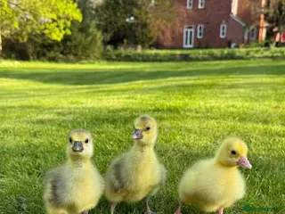 Geese poultry for sale: Goslings available now - Advert 3