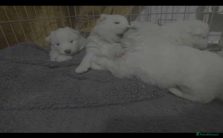 Samoyed dogs Adorable 6 Samoyed Puppies Waiting Forever Homes - Advert 5