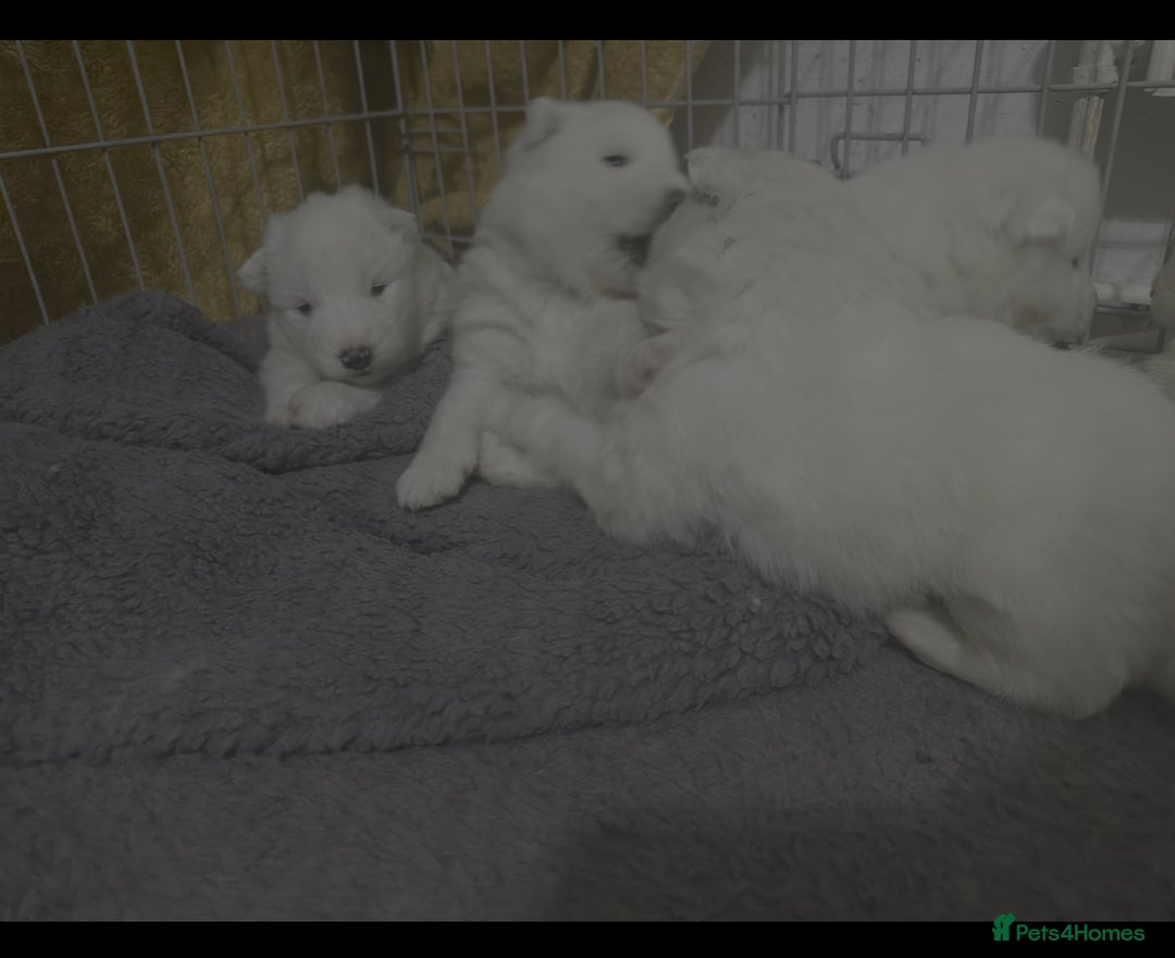 Samoyed dogs for sale: Adorable 6 Samoyed Puppies Waiting Forever Homes - Advert 17