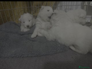 Samoyed dogs Adorable 6 Samoyed Puppies Waiting Forever Homes - Advert 5