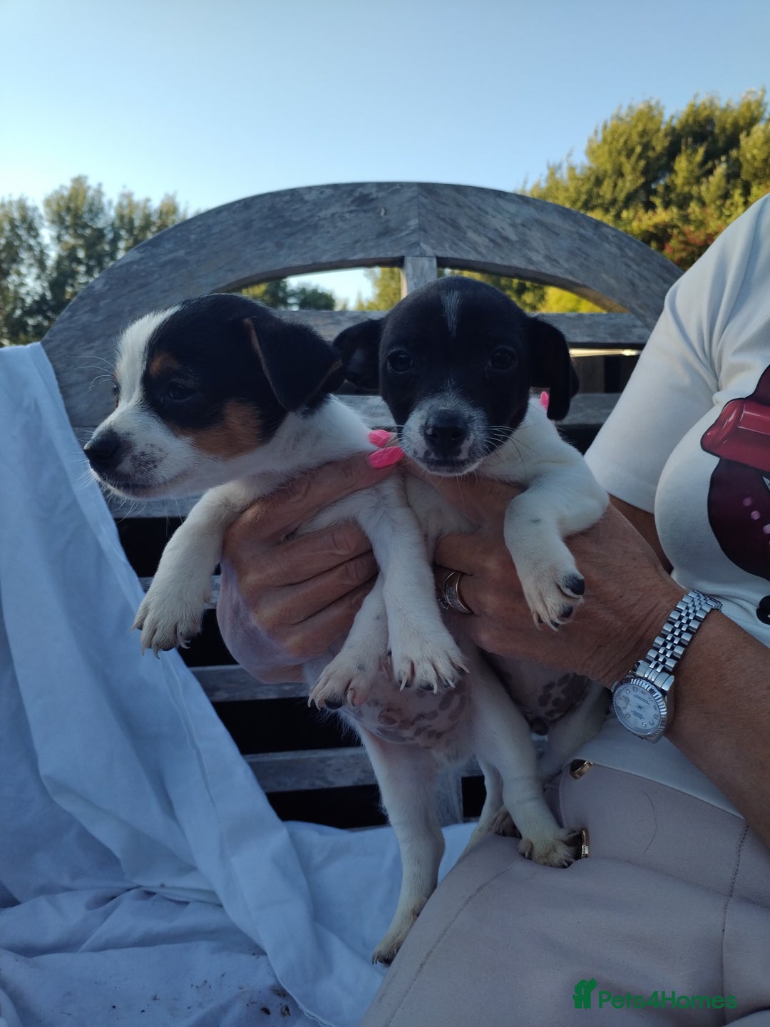 Jack Russell dogs for sale: Two lovely puppies jack Russell  - Image 2