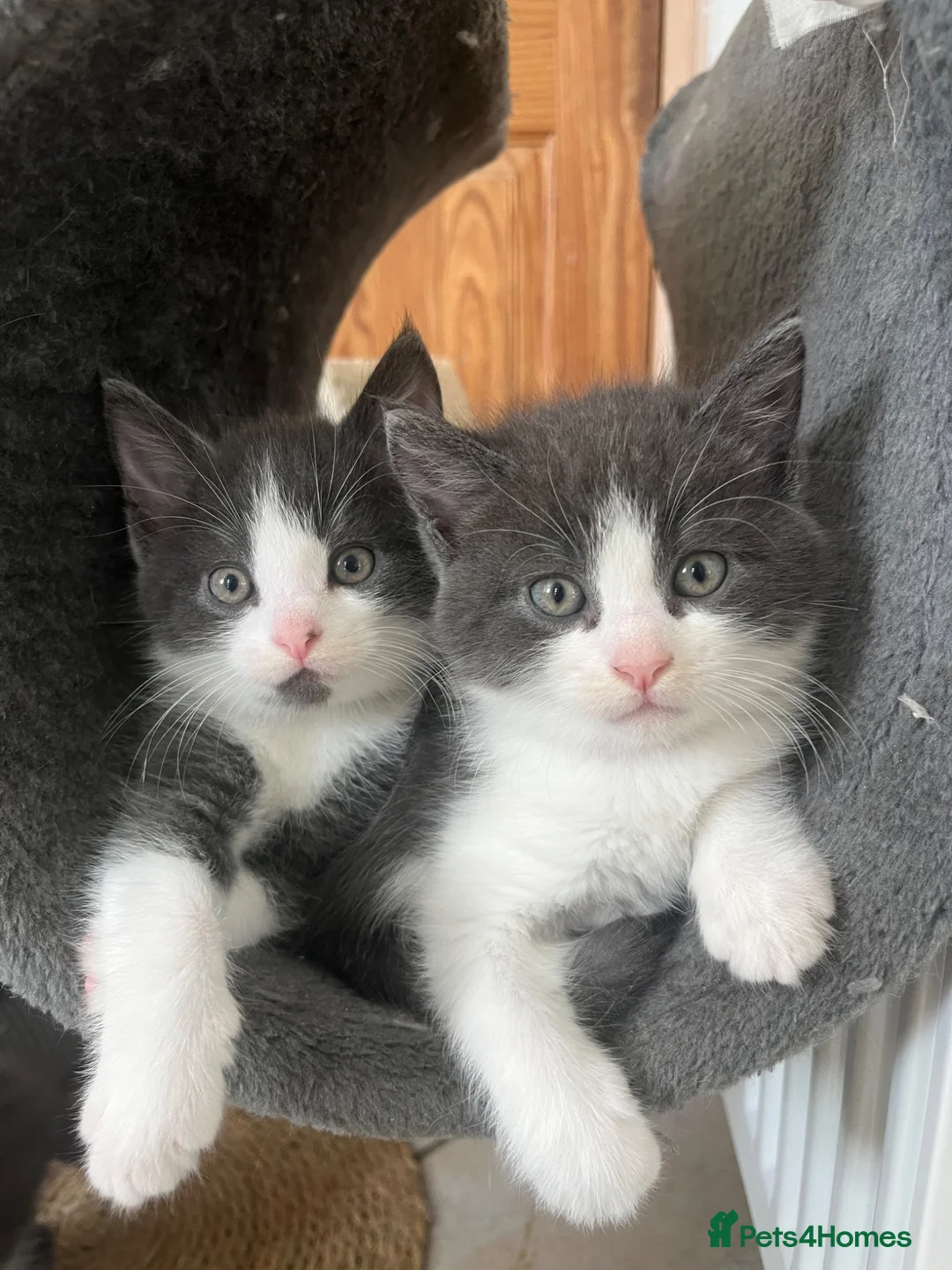 Mixed Breed cats for sale: 8 weeks old mixed breed grey & white fluffy kitten - Advert 1