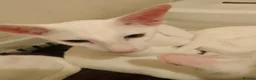 Oriental cats for sale: Adorable oriental kittens for sale - Advert 22