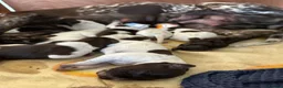 German Shorthaired Pointer dogs for sale: 🐾KC Registered German Shorthaired Pointer Puppies - Advert 8