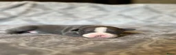 Staffordshire Bull Terrier dogs for sale: Stunning KC Staffordshire bull terrier puppies - Advert 10