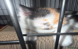 British Shorthair cats for sale: 4 Kittens for sale - Image 10