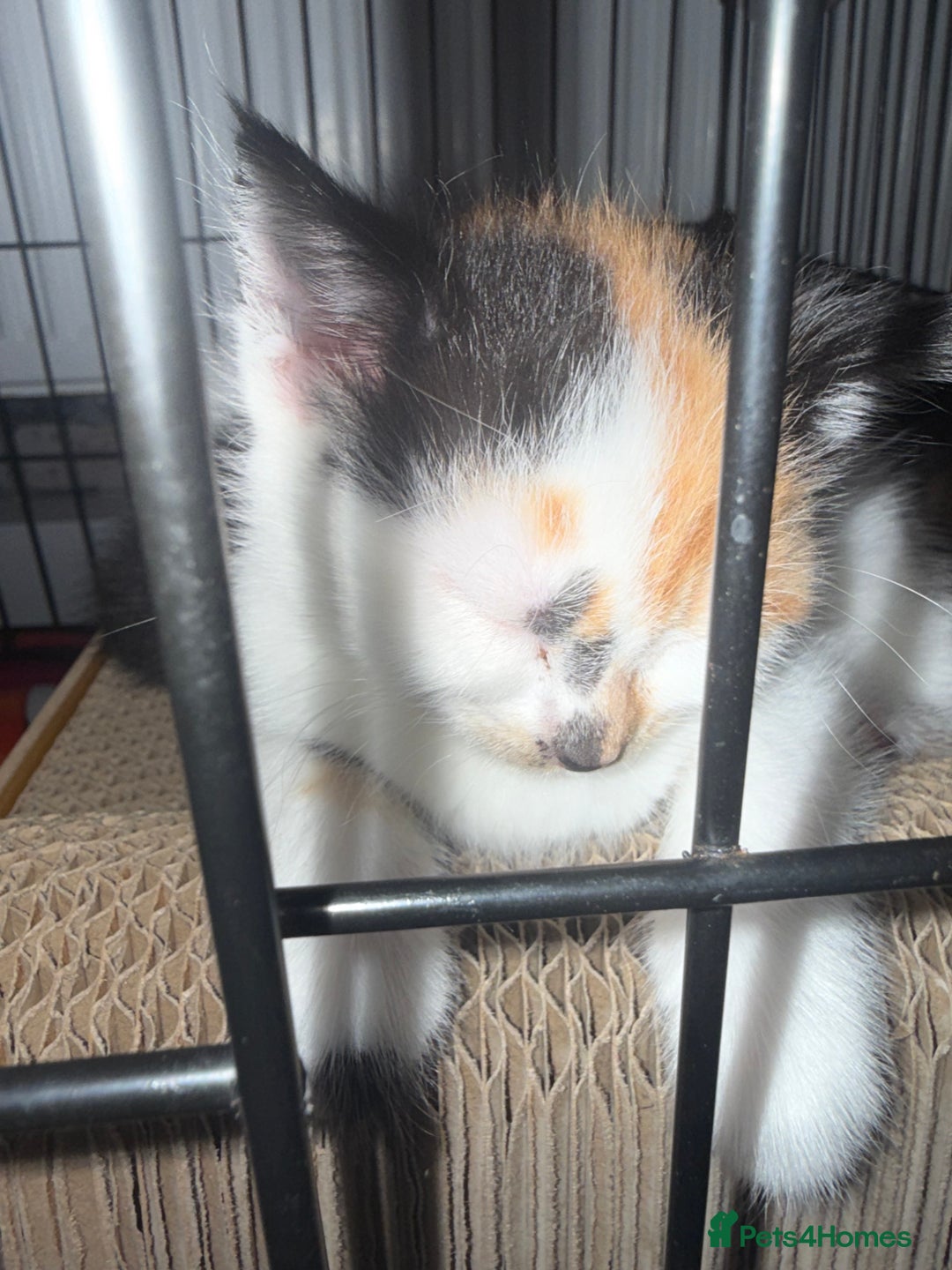 British Shorthair cats for sale: 4 Kittens for sale - Image 10