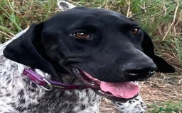 German Shorthaired Pointer dogs for adoption: Dora, a gorgeous young GSP - Image 2