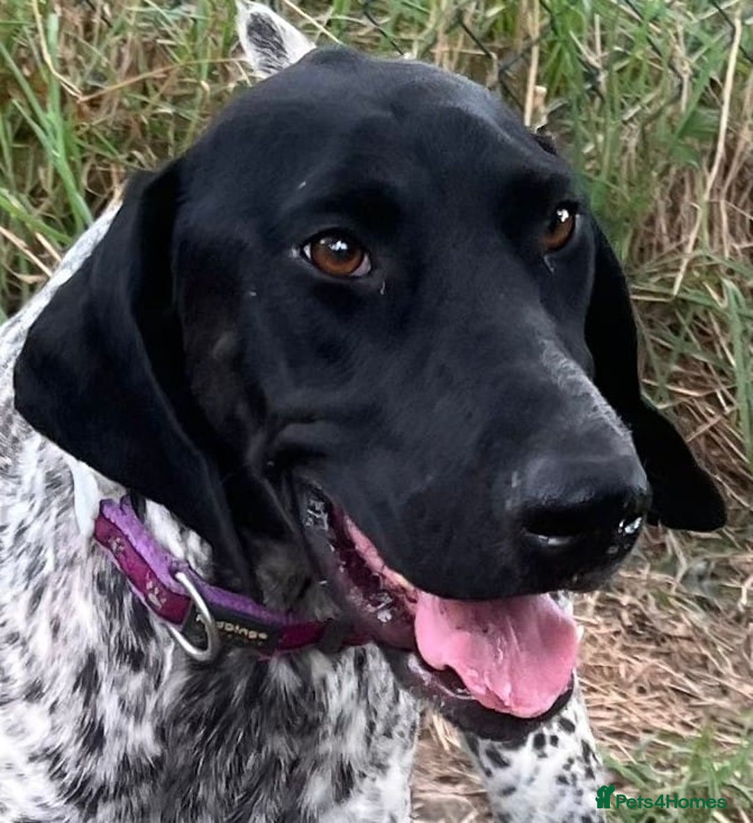 German Shorthaired Pointer dogs for adoption: Dora, a gorgeous young GSP - Image 2