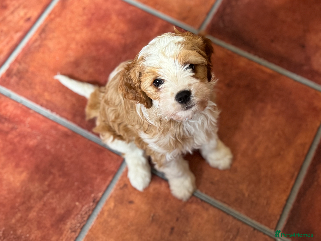 Cavapoo dogs for sale: Miniature Australian Cavadoodles - Image 10