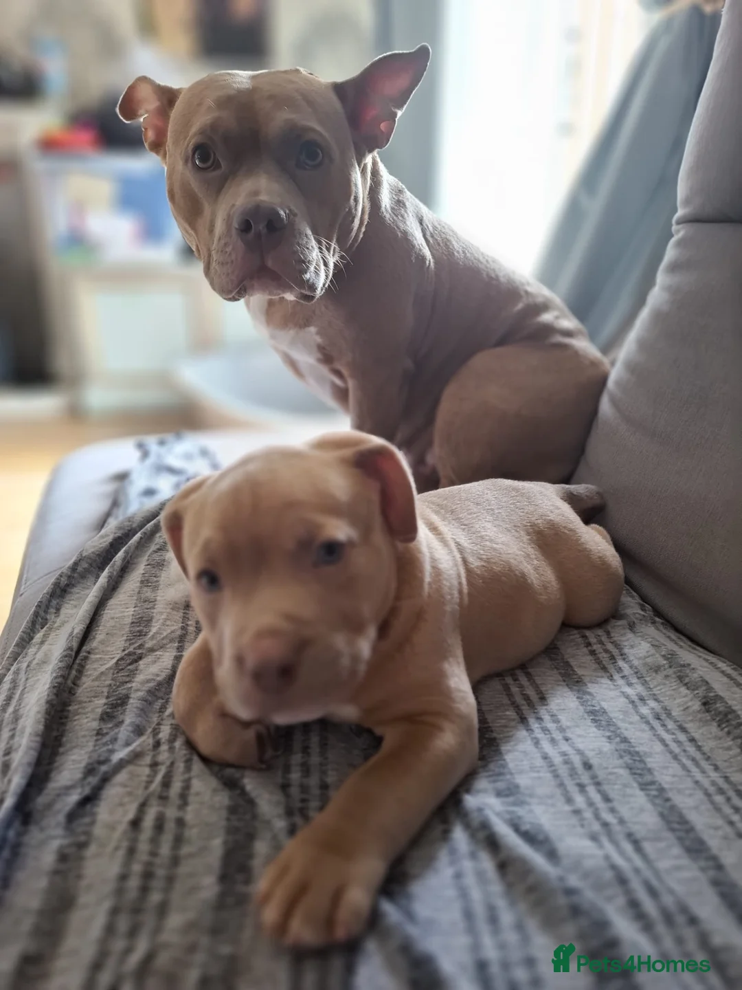 American Bully dogs for sale: Pocket bully boy  in Portsmouth - Advert 2