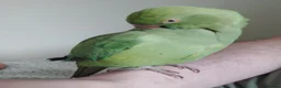 Ringnecks birds for sale: 2.5 Years Green Indian ringneck in Norwich - Advert 9