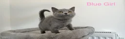British Shorthair cats for sale: 5 British Shorthair Kittens in Wellingborough - Advert 10