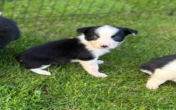Border Collie dogs for sale: Border collie puppies ready now  - Image 4