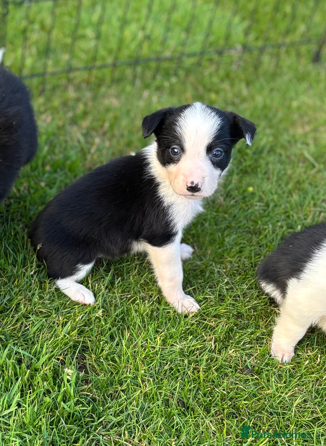 Border Collie dogs for sale: Border collie puppies ready now  - Image 4