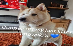 Siberian Husky dogs for sale: 3 fluffy chowski’s  - Advert 27