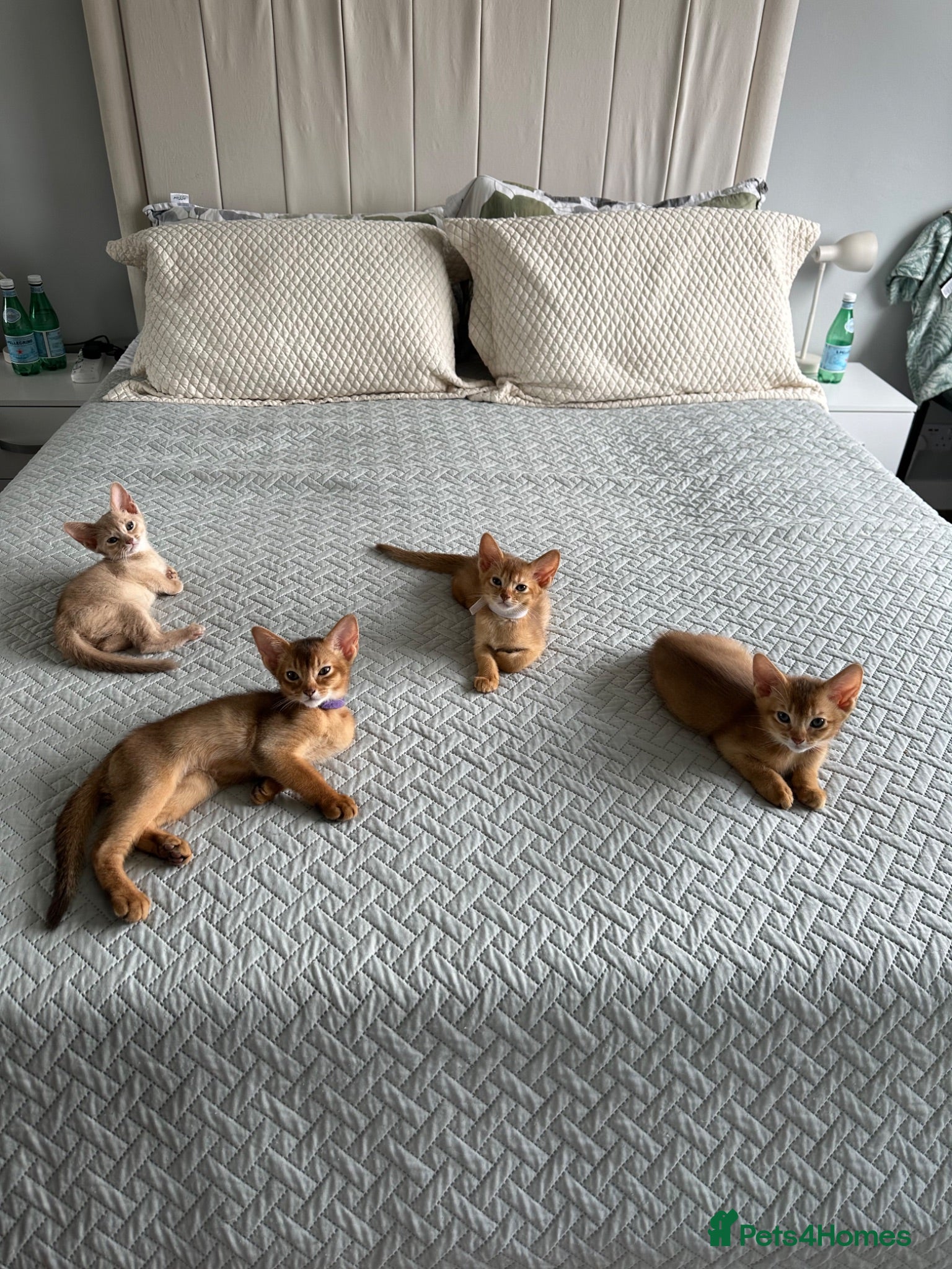 Abyssinian cats Abyssinian kittens  - Advert 1