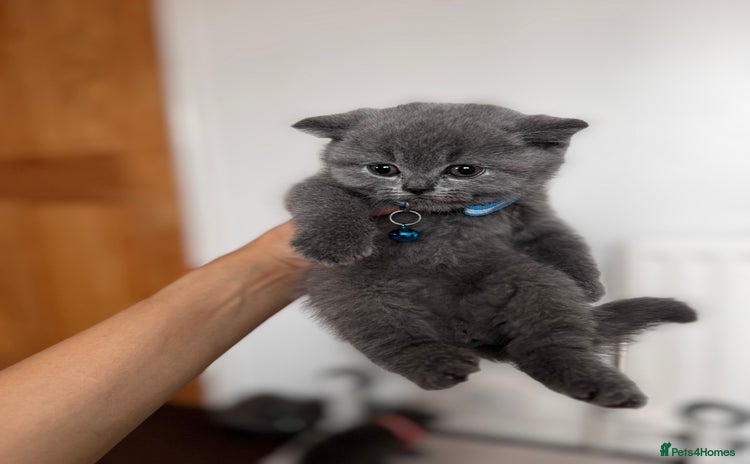 British Shorthair cats - Advert 9