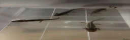 Axolotl reptiles for sale: Baby axolotls for sale - Advert 2