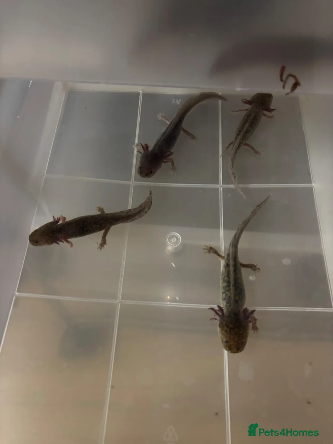 Axolotl reptiles for sale: Baby axolotls for sale - Advert 2