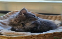 Maine Coon cats for sale: Two beautiful blue smoked mainecoon girls 4 sale  - Image 8