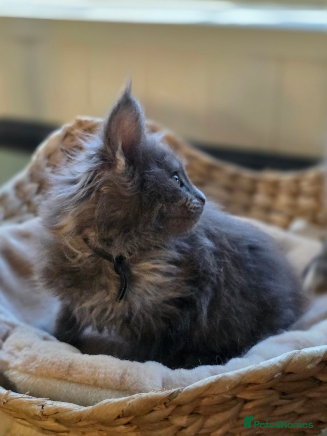 Maine Coon cats for sale: Two beautiful blue smoked mainecoon girls 4 sale  - Image 8