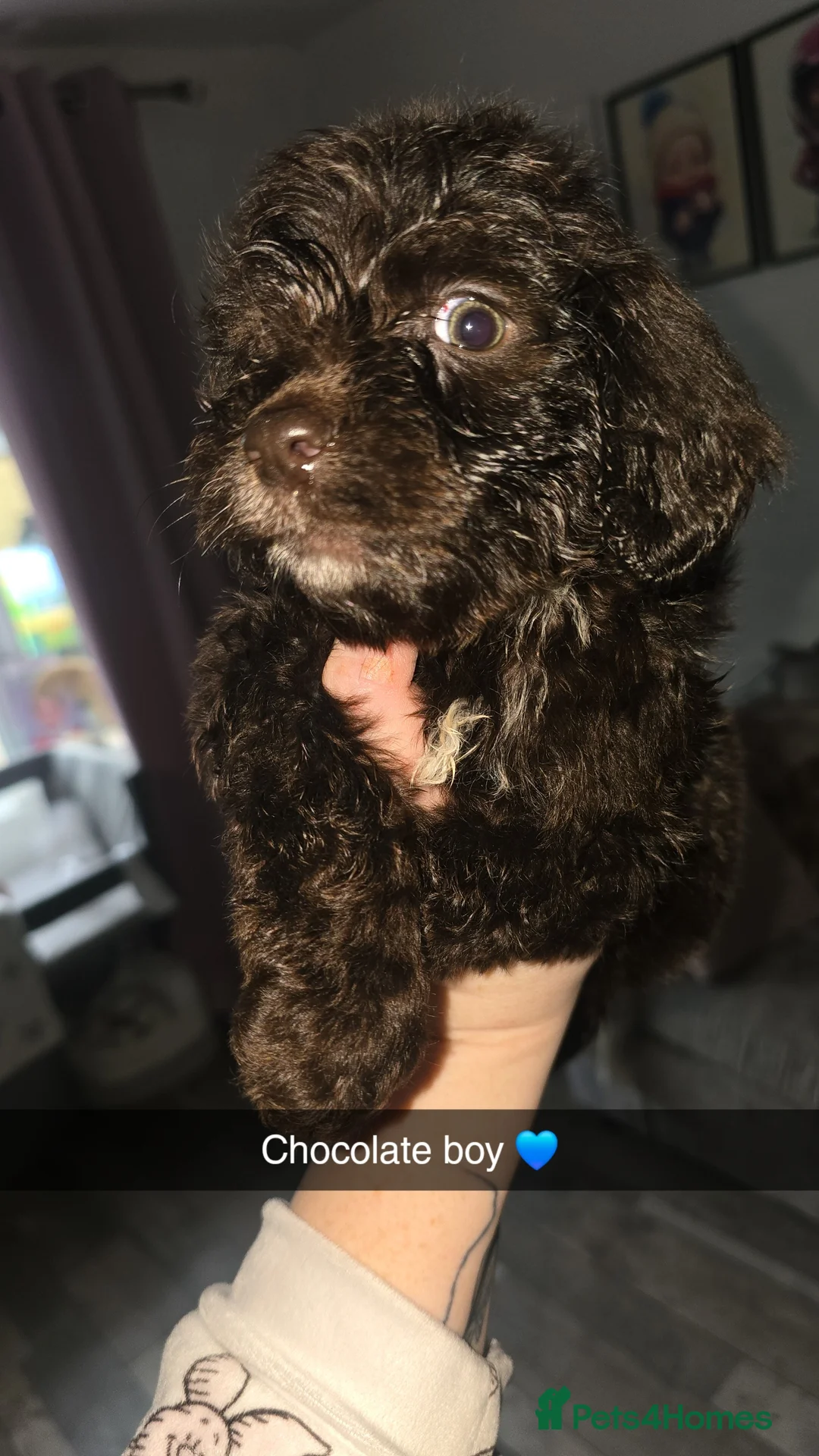 Cockapoo dogs for sale: F1 cockapoo **  - Advert 23