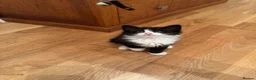 Mixed Breed cats for sale: girl kitten - Advert 2