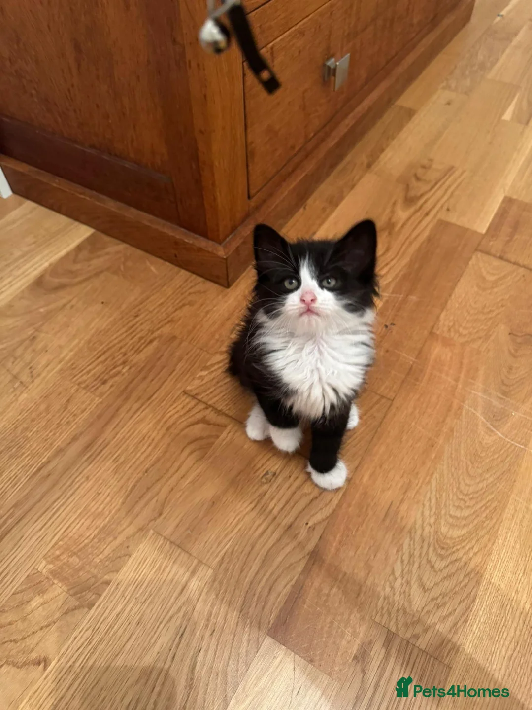 Mixed Breed cats for sale: girl kitten - Advert 2