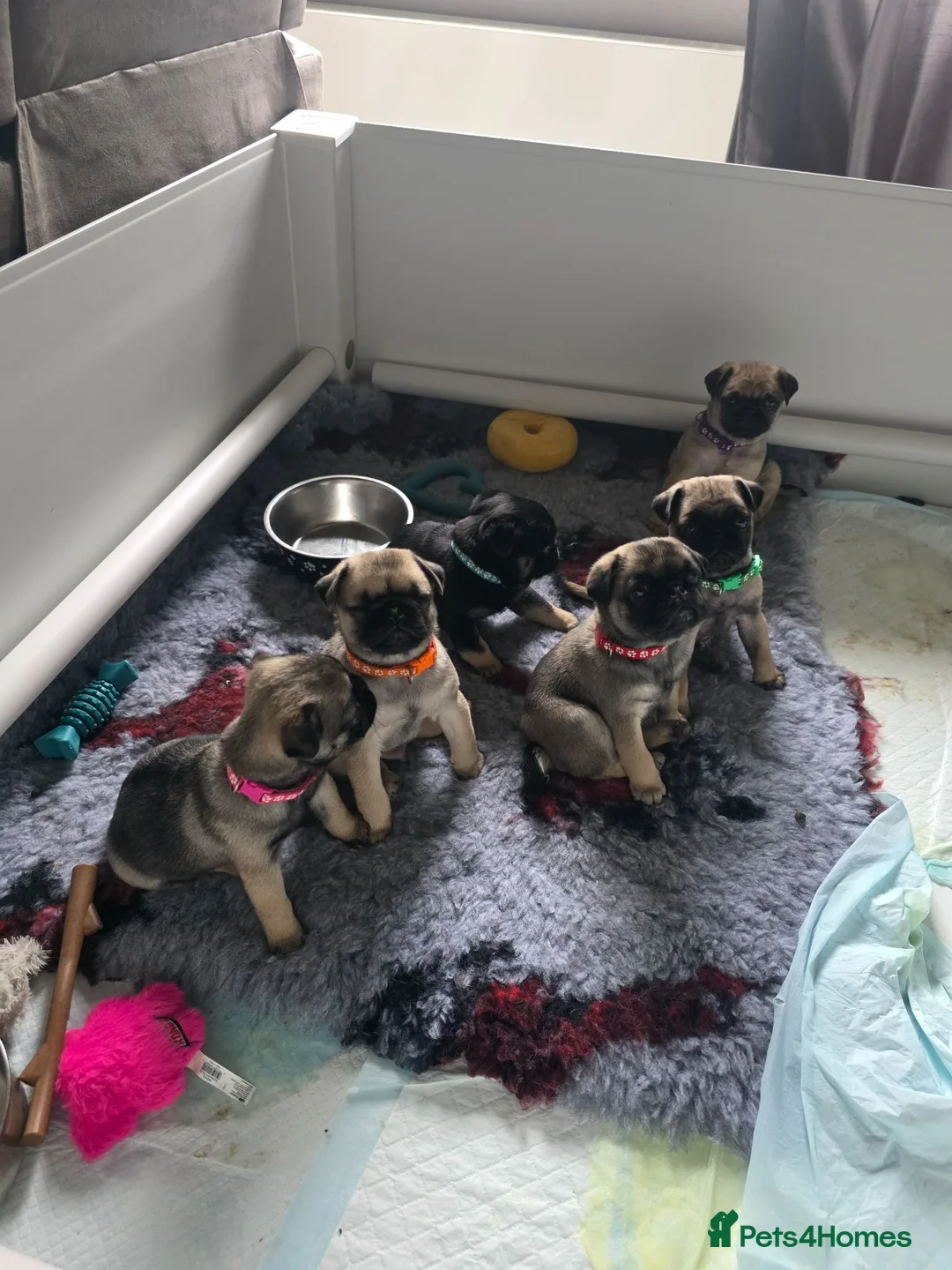Pug dogs for sale: One Male Pug Puppy  in Blairgowrie - Advert 2