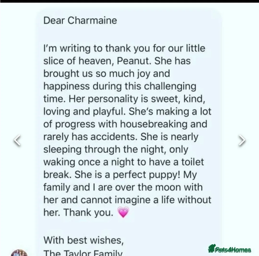 Cavachon dogs for sale: Amazing teddy Cavapoochons  - Advert 10