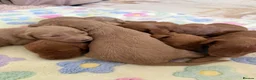 Cockapoo dogs for sale: 7 Beautiful Cockapoo Puppies  - Advert 4