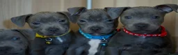 Staffordshire Bull Terrier dogs for sale: Staffordshire bull terrier puppies 🥰 - Advert 13