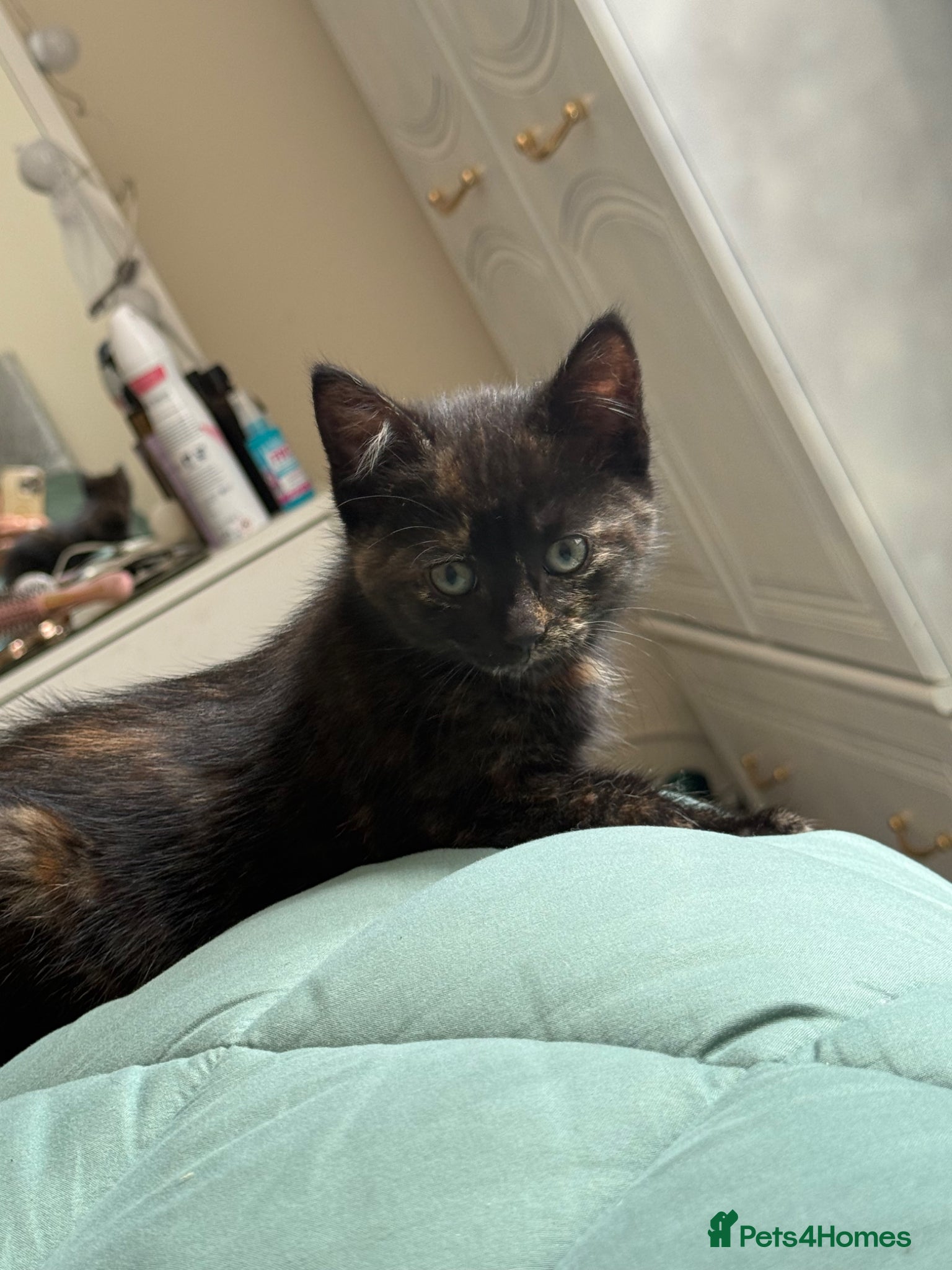 Mixed Breed cats for sale: Kittens for sale READY NOW in Brandon - Advert 8