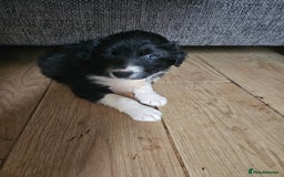 Border Collie dogs for sale: 5 border collie pups - Image 4