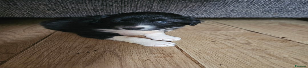 Border Collie Puppy 2