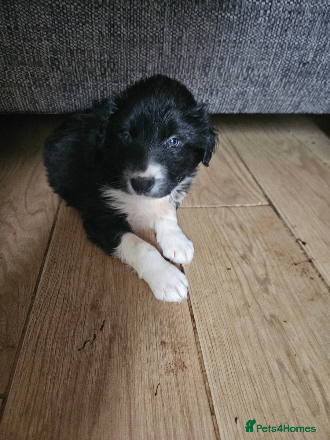 Border Collie dogs for sale: 5 border collie pups - Image 4