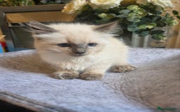 Ragdoll cats for sale: Ragdoll Kittens Ready for Their Forever Homes 🥰 - Image 3
