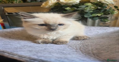 Ragdoll cats - Advert 10