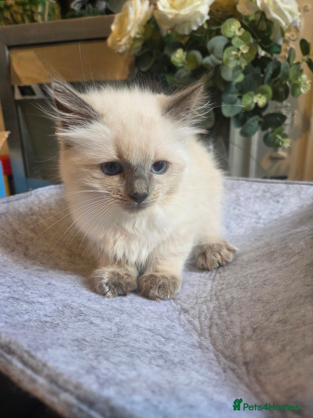 Ragdoll cats for sale: Ragdoll Kittens Ready for Their Forever Homes 🥰 - Image 3