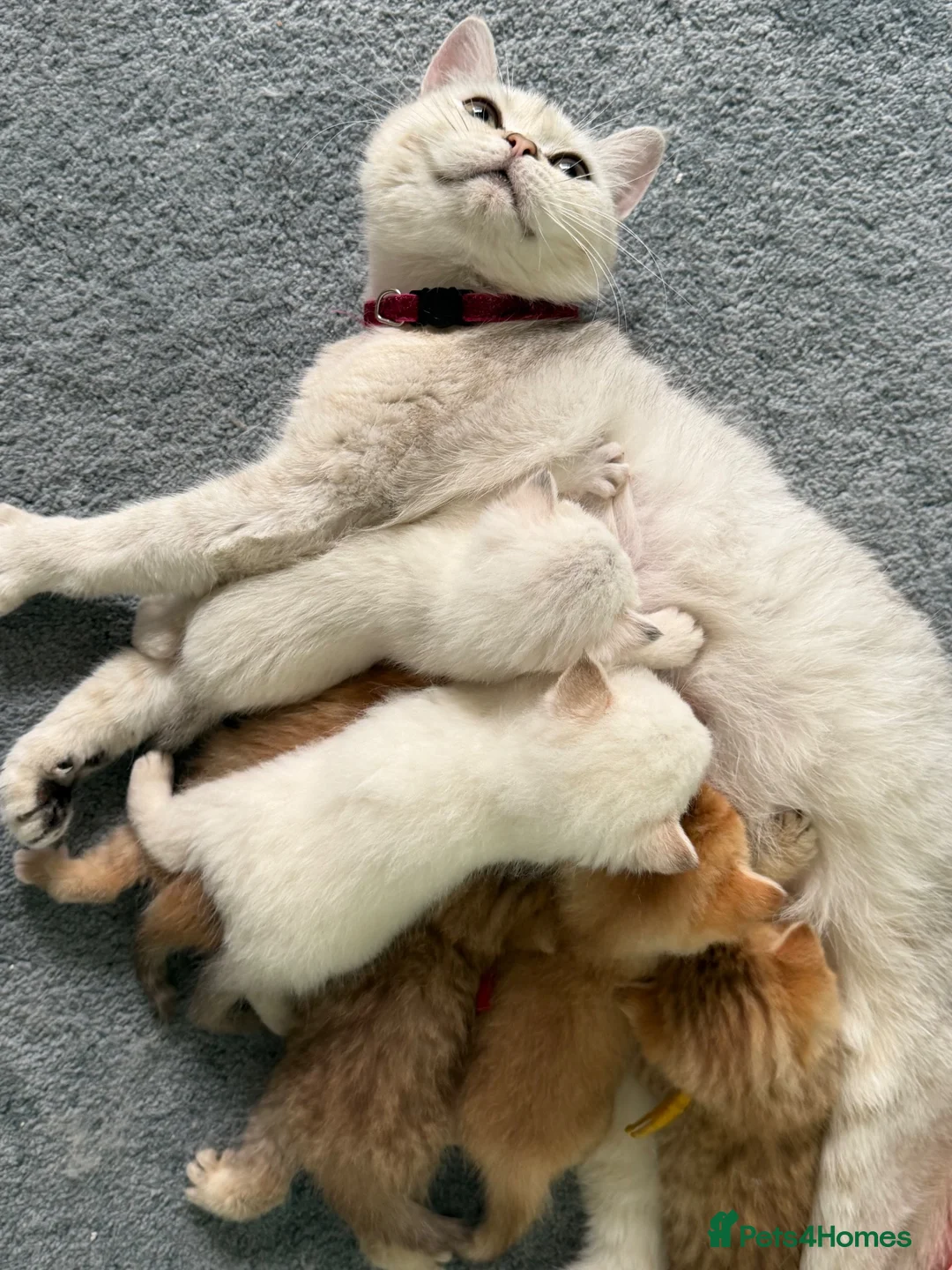 British Shorthair cats for sale: British shorthair adorable golden kittens  - Advert 36
