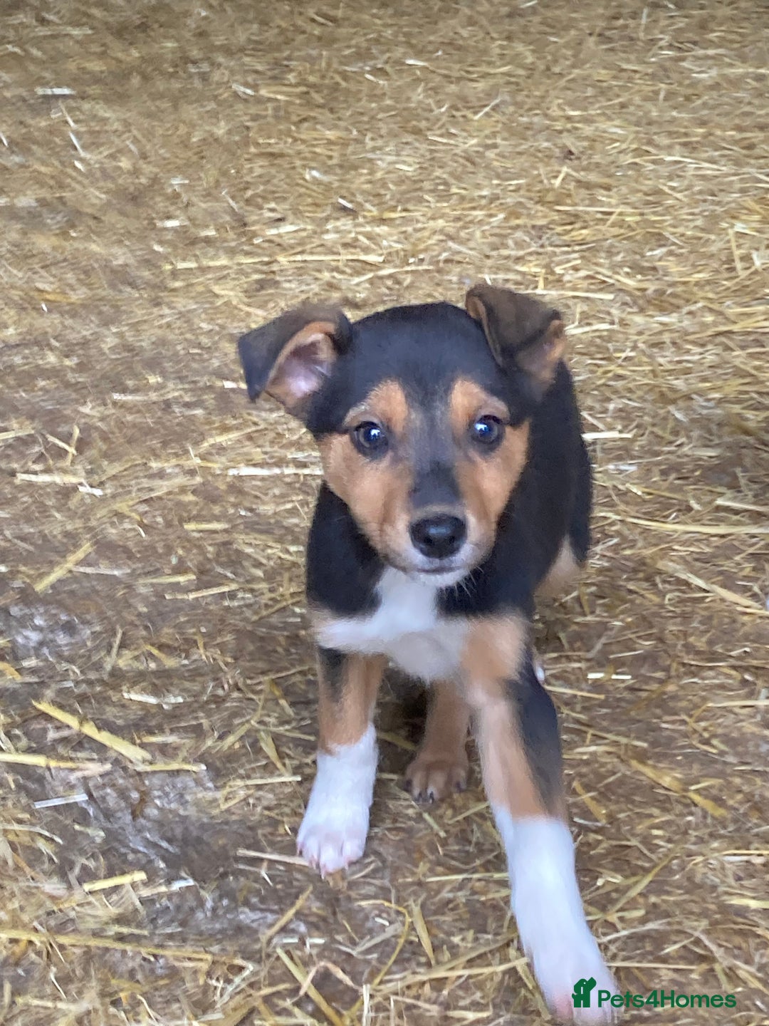 Mixed Breed dogs for sale: Huntaway Cross Breed Puppies - Advert 6